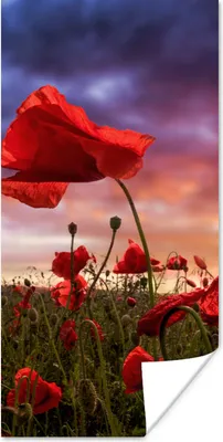 Produktbild von MuchoWow® Poster Mohn - Blumenfeld - Rot 20x40 cm - Plakat - Foto