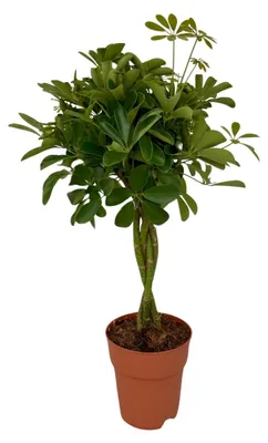 Image de Schefflera Compacta - 70-80cm - Ø19cm - Plante d'intérieur - Vert persistant