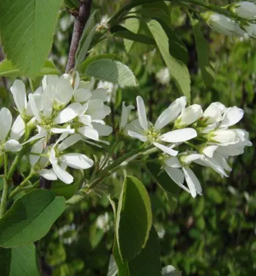 Produktbild von Erlenblättrige Felsenbirne ´MARTIN´ (Amelanchier) 30-40 cm, Cont. 1,7 l