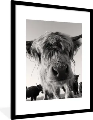 Produktbild von MuchoWow® Gerahmtes Poster Schottischer Highlander - Schwarz - Weiß - Tiere 60x80 cm - Poster mit Schwarzem Bilderrahmen Wandposter Rahmen Foto Bilder - Wohnzimmer - Dekorationen - Prämie