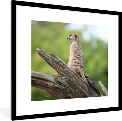 Produktbild von MuchoWow® Gerahmtes Poster Erdmännchen - Ast - Baum 40x40 cm - Poster mit Schwarzem Bilderrahmen Wandposter Rahmen Foto Bilder - Poster - Plakat im Rahmen