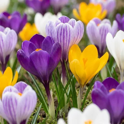 Produktbild von Green boutiQ - 240x Crocus Large Flowering Mix - Großblumige Krokus-Mischung - Diverses - Frühlingsblüher - Zwiebelgröße 7/8