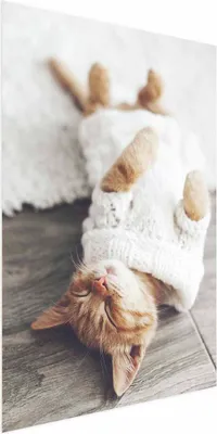Produktbild von Posterpapier Poster - Lazy Cat 21x30 cm Tiere g-B-0136-ao-a