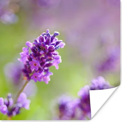 Produktbild von MuchoWow® Poster Nahaufnahme von Lavendel vor einem unscharfen Hintergrund 100x100 cm - Babyzimmer