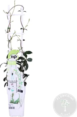 Zdjęcie produktu dla Bloomique - Trachelospermum Jasminoides - Jaśmin toskański - Biały - Rośliny pnące - Rośliny ogrodowe - Wytrzymałe - Zimozielone - Wysokość 50-70 cm - Doniczka 15 cm