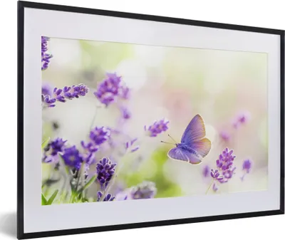 Produktbild von MuchoWow® Gerahmtes Poster Lavendel - Schmetterling - Blumen 60x40 cm - Poster mit Schwarzem Bilderrahmen Wandposter Rahmen Foto Bilder - Schlafzimmer - Plakat in Rahmen - Drucken
