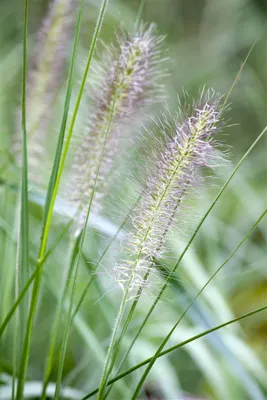Produktbild von Pennisetum alopecuroides, Lampenputzergras, ca. 9x9 cm Topf