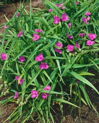 Produktbild von Tradescantia x andersoniana 'Rubra', rot, ca. 9x9 cm Topf