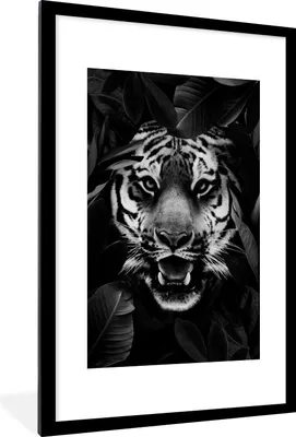 Produktbild von MuchoWow® Gerahmtes Poster Tiger zwischen den Blättern - schwarz und weiß 60x90 cm - Poster mit Schwarzem Bilderrahmen Wandposter Rahmen Foto Bilder - Dekoration - Wandposter Wohnzimmer - Hochwertig
