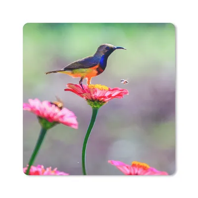 Produktbild von MuchoWow® Mauspad Mousepad Nahaufnahme eines Kolibris auf rosa Blüten 20x20 cm - Mousepads - Maus Mat - Pad - Mausunterlage - Desk Mat - Bureauartikeln