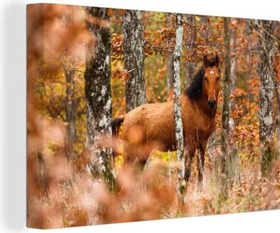 Produktbild von OneMillionCanvasses® - Leinwandbilder - 150x100 cm, Pferd - Wald - Herbst, Wandbilder Kunstdruck Wanddekoration