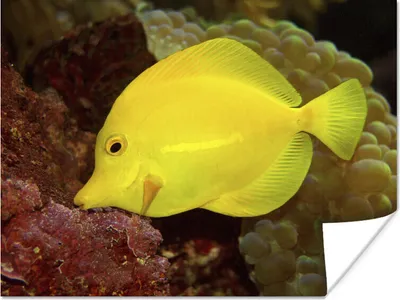 Produktbild von MuchoWow® Poster Fisch - Gelb - Koralle 160x120 cm - Foto Plakat