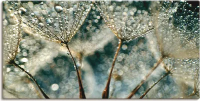 Produktbild von ARTland Leinwandbild Pusteblume Regenschauer Größe: 100x50 cm