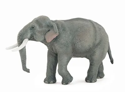 Immagine prodotto di Elefante asiatico