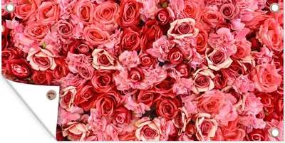 Produktbild von MuchoWow® 160x80 cm Outdoor-Poster Gartendeko Sichtschutz Garten Poster für den Garten  Rosen - Rosa - Rot