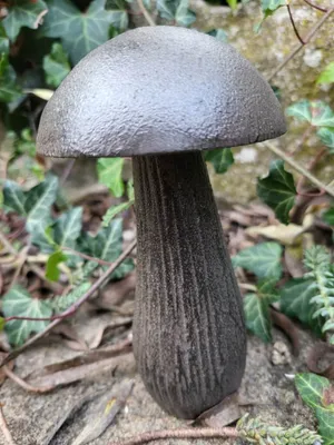 Immagine prodotto di Fungo in ghisa su cui poggiare