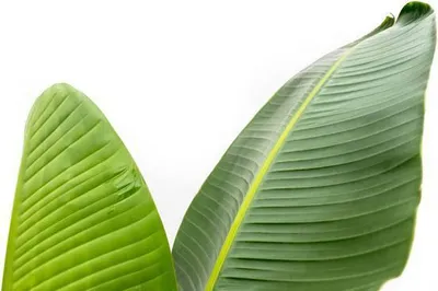Zdjęcie produktu dla Drzewo Strelitzia – Strelitzia Augusta – roślina doniczkowa – 210 cm – Ø30 cm – biały rajski ptak z dużymi liśćmi do salonu i biura