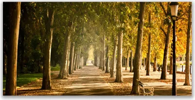 Produktbild von Glasbilder 140x70 Wandbild Druck auf Glas Parkallee Landschaft
