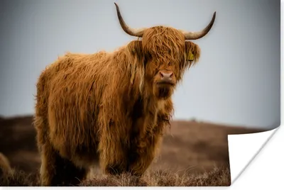 Produktbild von MuchoWow® Poster Schottischer Highlander - Düne - Gras 120x80 cm - Bilder