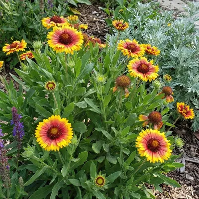 Produktbild von 3x Gaillardia Arizona Sun P9H20