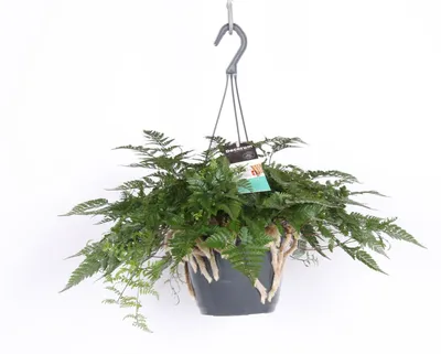 Produktbild von Humata tyermannii Ampel ca. 50 cm - Tarantel-Farn - Vogelspinnen-Farn - Spinnenfarn