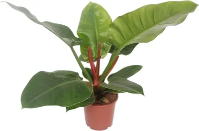 Produktbild von Baumfreund Philodendron Imperial Green Zimmerpflanze Ø17cm 60cm pflegeleicht