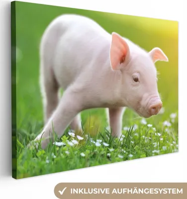Produktbild von MuchoWow® - Leinwandbilder - Tiere - Ferkel - Schwein, Wandbild, Wanddeko Bilder Wohnzimmer, 120x90 cm