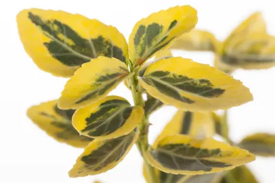 Produktbild von Goldbunte Kriechspindel 'Emerald´n Gold' Euonymus fortunei 'Emerald'n Gold' C5 Sth. 60-
