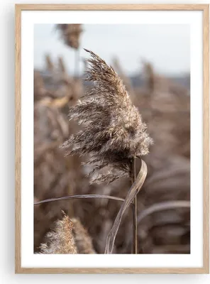 Produktbild von Gerahmtes Poster - Rahmen in heller Eiche - Boho Ähren Gras - 50x70 cm - Wand Bild - Wanddeko - Wandbilder - Kunstposter - Wandposter - Bilderrahmen - Bilder - Kunstdruck - P2NPA50x70-4763