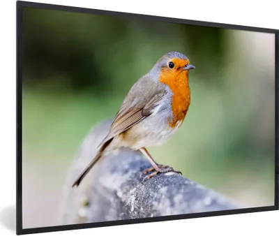 Produktbild von MuchoWow® Gerahmtes Poster Rotkehlchen - Ast - Holz 90x60 cm - Poster mit Schwarzem Bilderrahmen Wandposter Rahmen Foto Bilder - Fotorahmen - Foto-Plakat