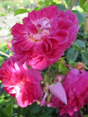 Produktbild von Kletterrose Alexandre Girault® - Rosa Alexandre Girault® - dunkelrosa - Duft+ - Ramblerrose