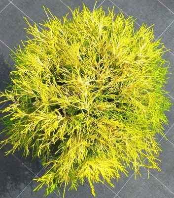 Image de Faux cyprès jaune vif Chamaecyparis pisifera -Filifera Aurea 20 - 25 cm