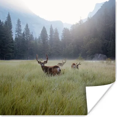 Produktbild von MuchoWow® Poster Wald - Hirsche - Nebel 75x75 cm - Wand Dekoration