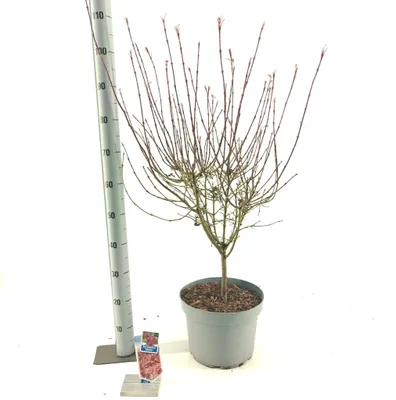 Produktbild von Acer pal. 'Shaina' - Fächerahorn | 80-90 cm im Topf