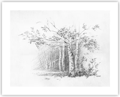 Produktbild von Poster - Poster ohne Rahmen - Skizze Wald Birke - 50x40 cm - Wand Bild - Wanddeko - Wandbilder - Kunstposter - Wandposter - Bilder - Kunstdruck - Wanddekoration - Wandbild - P2XAA50x40-4280