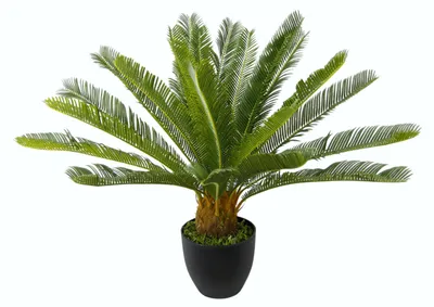 Immagine prodotto di Palma cycas in vaso