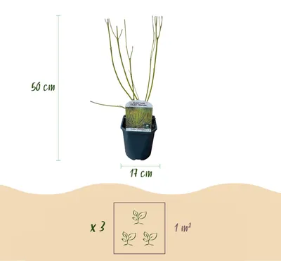 Produktbild von GreenboutiQ - Sträucher - Cornus alba Tricolour - Kombination aus Roten, Grünen und Lila Zweigen - 3 Pflanzen - Laubabwerfend - Wenig Pflege - Topf 17cm Höhe 45cm