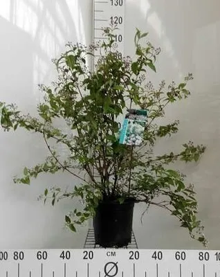 Produktbild von Deutzia hybr. 'Mont Rose' - Maiblumenstrauch 60- 80 cm Container