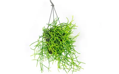 Obrázek produktu pro Gardners Rhipsalis mix - závěs, průměr 17 cm