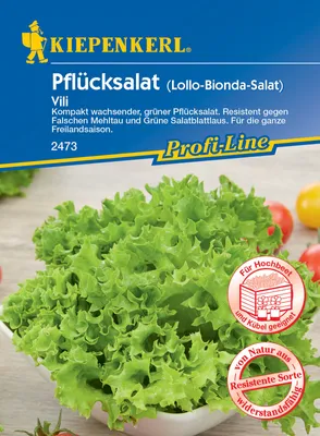 Artikelbild 1 von 'Pflücksalat Vili' aus der Kategorie Pflücksalatsamen