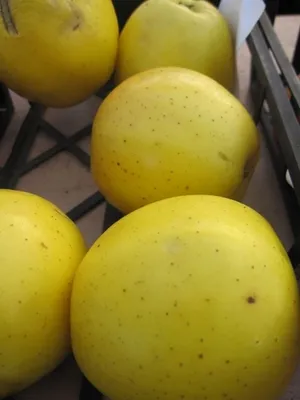 Produktbild von Malus Golden Delicious - Tafelapfel Golden Delicious