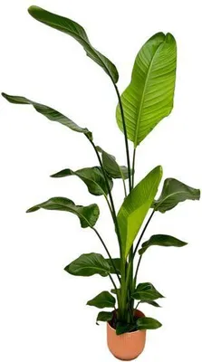 Obrázok produktu pre Stromová strelícia Strelitzia Nicolai, izbová rastlina, 130cm, Ø18cm, rajský
