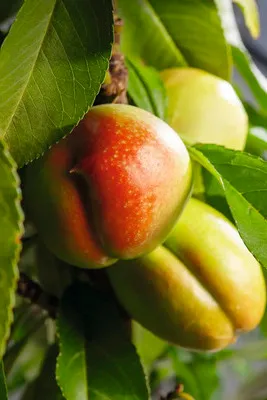 Obrázek produktu pro NektarinkaFloraSelfPrunus nucipersica 'Fantasia' květináč 7,5 l