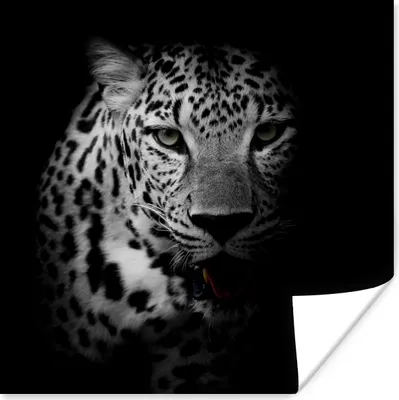 Produktbild von MuchoWow® Poster Tiere - Schwarz - Weiß - Panther - Porträt 100x100 cm - Babyzimmer