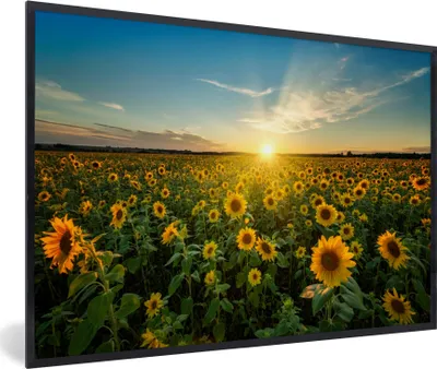 Produktbild von MuchoWow® Gerahmtes Poster Sonnenuntergang - Blumen - Sonnenblume - Horizont - Landschaft 90x60 cm - Poster mit Schwarzem Bilderrahmen Wandposter Rahmen Foto Bilder - Fotorahmen - Foto-Plakat