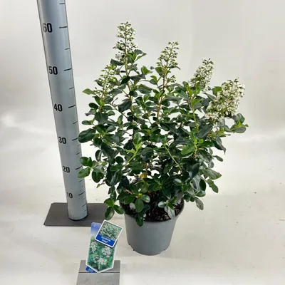 Zdjęcie produktu dla Escallonia 'Iveyi' – krzew andyjski | 30–40 cm w doniczce