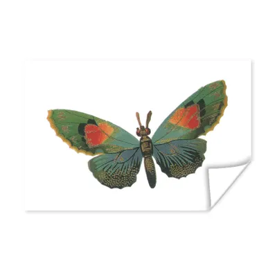 Produktbild von MuchoWow® Poster Schmetterlinge - Insekt - Regenbogen 90x60 cm