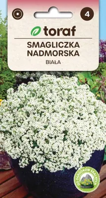 Zdjęcie produktu dla Białe nasiona kwiatów malwy nadmorskiej o falistych liściach – 645 Toraf