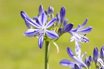 Produktbild von Agapanthus 'Jacaranda', Schmucklilie, blau, 2-3 Liter Container
