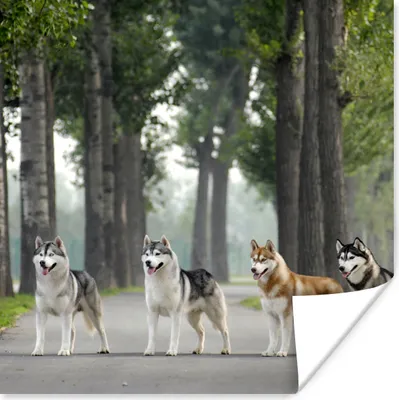 Produktbild von MuchoWow® Poster Vier Huskys zwischen den Bäumen 50x50 cm - Wohnzimmerdekoration